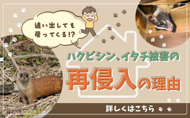 【ハクビシン・イタチ害獣被害を根本解決】再侵入をさせないために