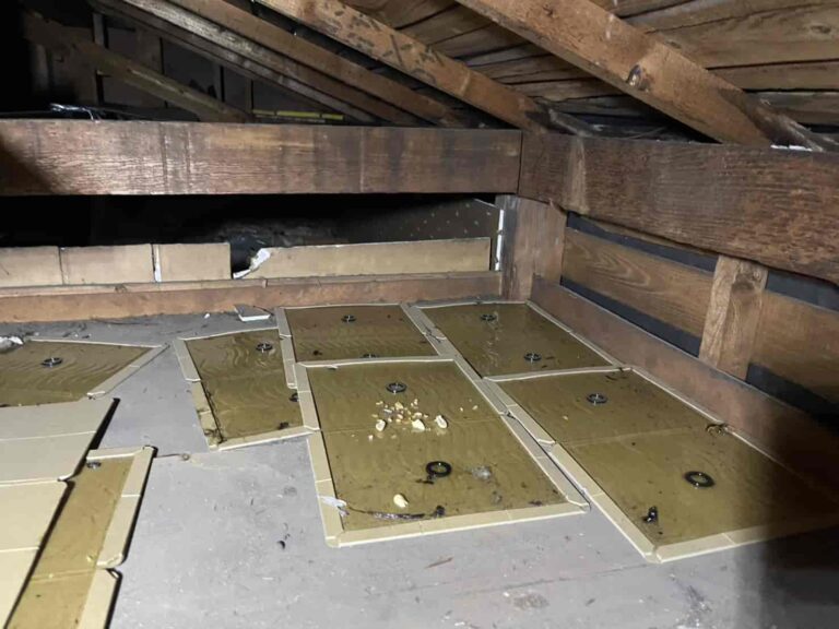 ネズミ駆除｜東京都足立区