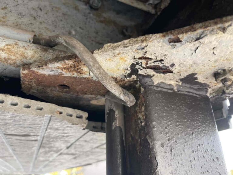 ネズミ駆除｜埼玉県所沢市