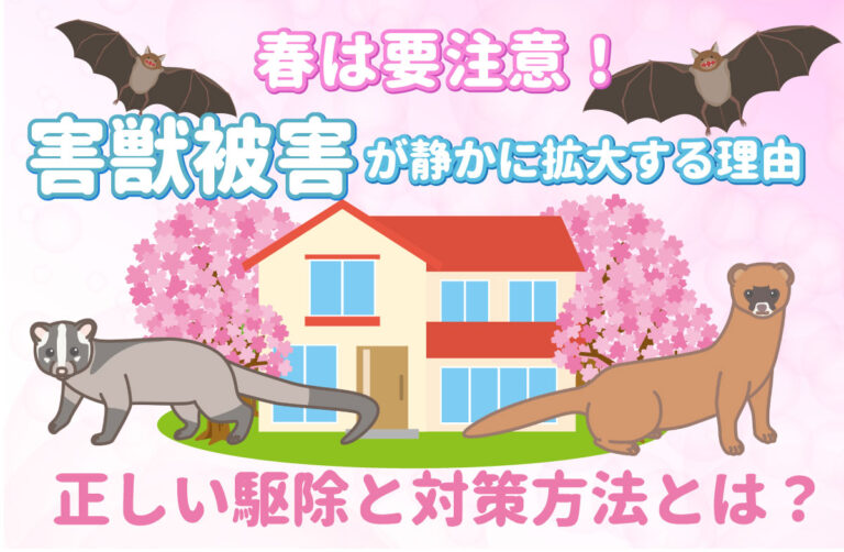 春は要注意｜害獣被害が静かに拡大する理由と正しい害獣駆除・対策方法