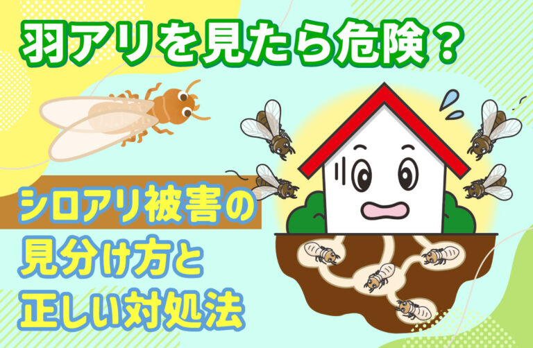 羽アリを見たら危険？シロアリ被害の見分け方と正しい対処法（4月～5月は特に要注意！）